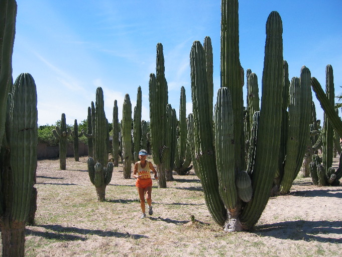 cactus