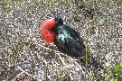 frigatebird