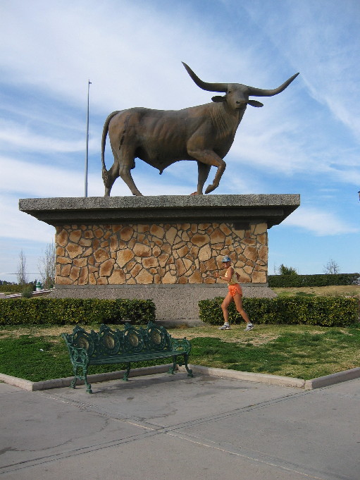 bull